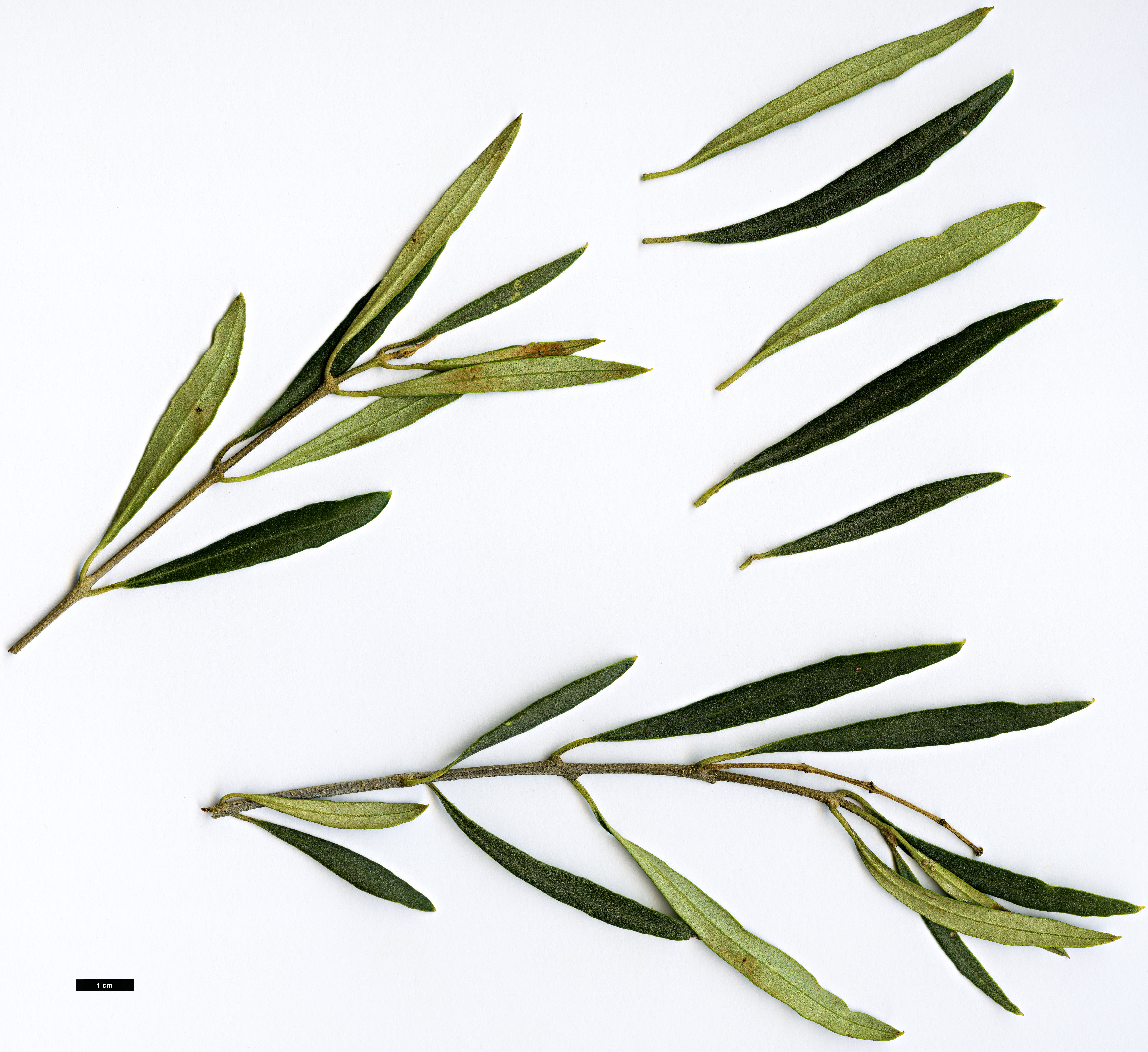 High resolution image: Family: Oleaceae - Genus: Olea - Taxon: europaea - SpeciesSub: subsp. cerasiformis